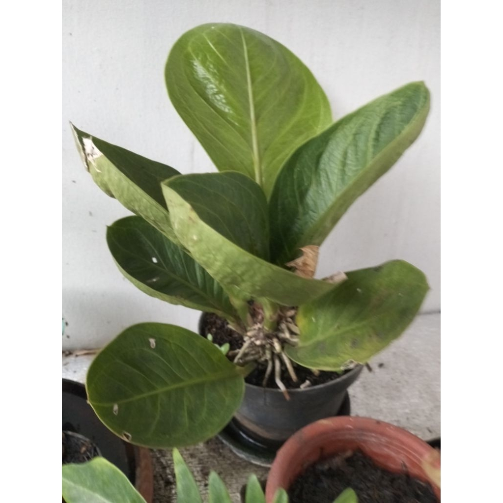 Anturium Jemanii Mangkok Bagus