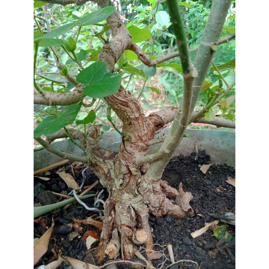 bahan bonsai waru India karakter tua sesuai difoto bosku