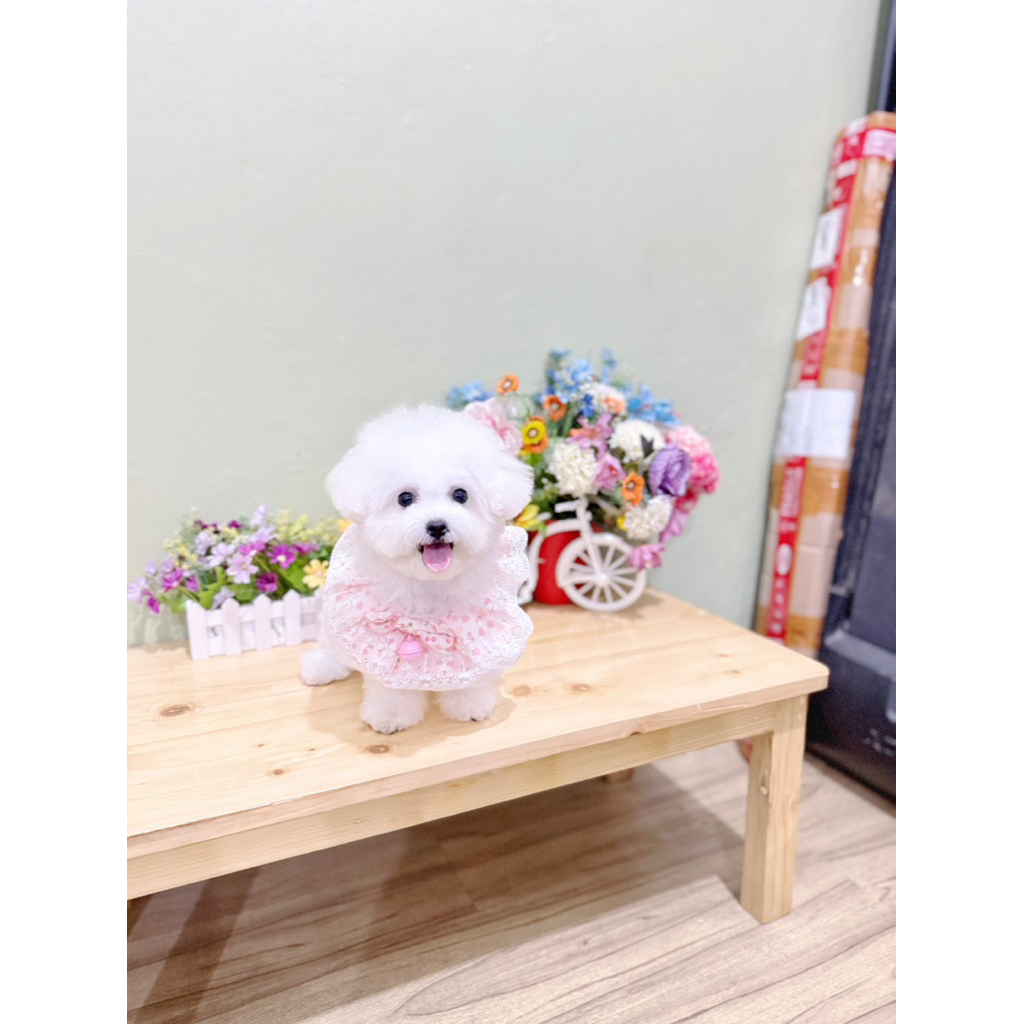 korean mini bichon female size super kecil super cute face bloodline import korea bukan poodle malte