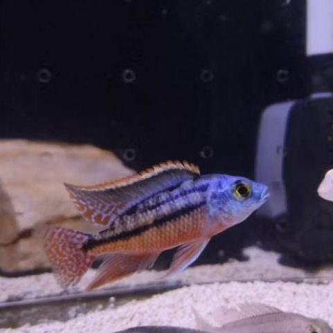 Cichlid Afrika Protomelas Taenilatus Red Empress