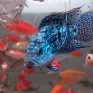 ikan hias ebjd | electrik blue jack dempsey