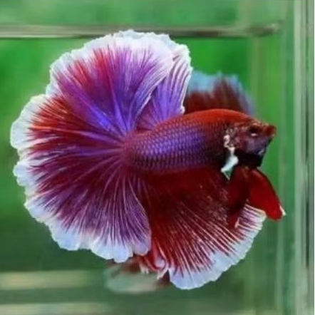 cupang halfmoon big ear/hmbe lavender size L