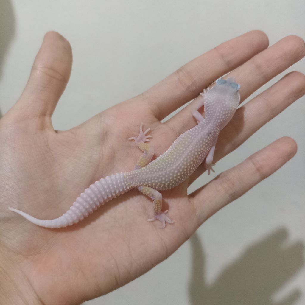Gecko baby BZ5 Blizzard Eclipse het Tremper pos Mack Snow, male