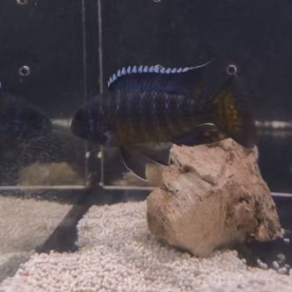 Cichlid Afrika Ngara Flame Tail