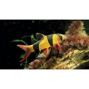 Botia 10 cm dan 13 cm - Aquatic Collection Item - Ready Stock - Pengiriman Instant & Same Day - by Z