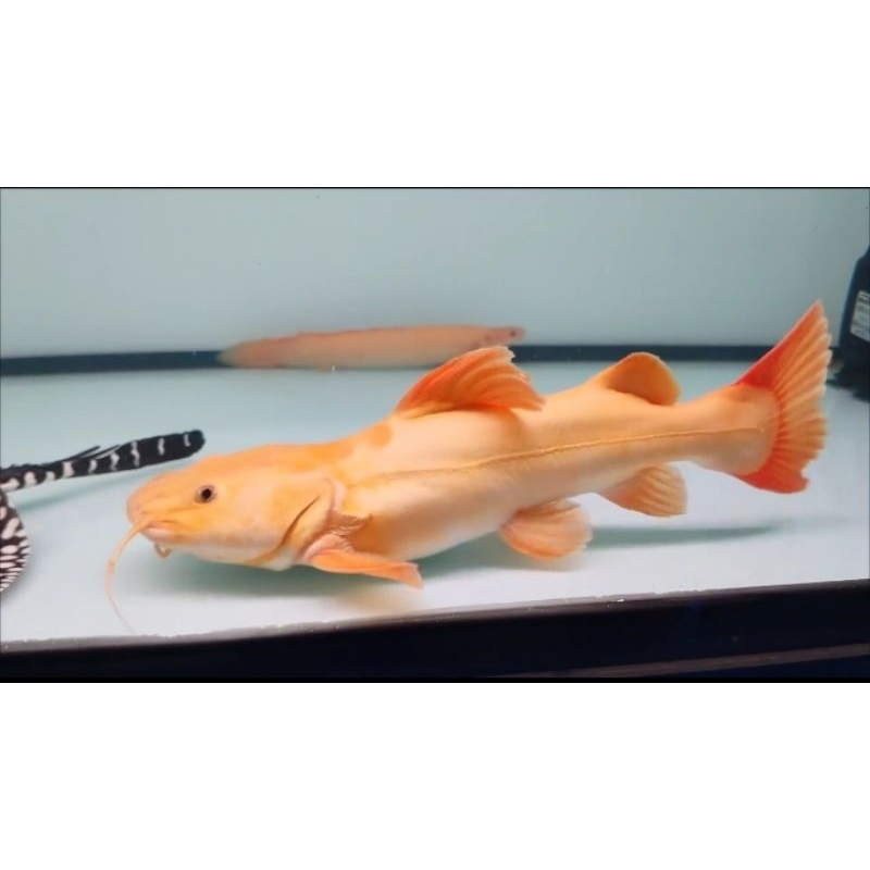 RTC Phantom 40 cm - Aquatic Collection Item - Ready Stock - Pengiriman Instant & Same Day - by Zeng 