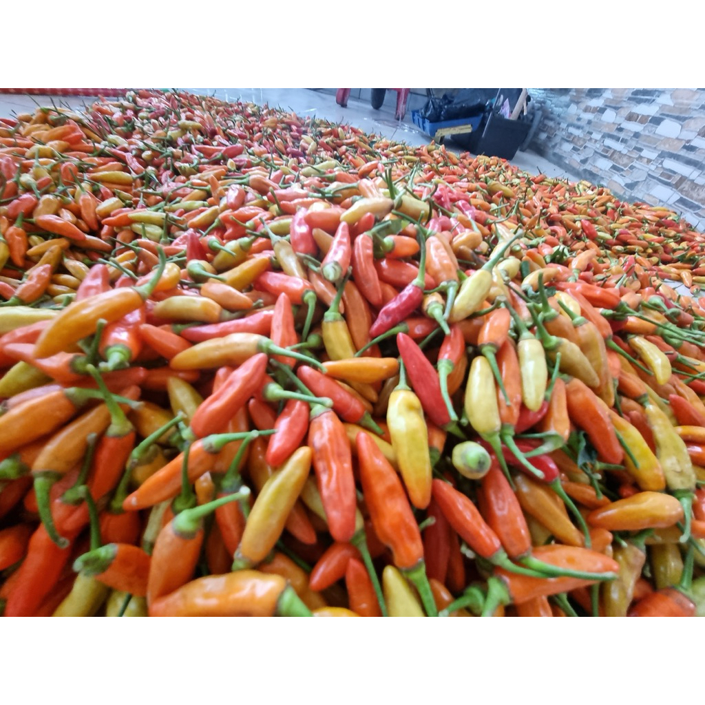 CABAI RAWIT MERAH/CRM FRESH PANENAN SENDIRI