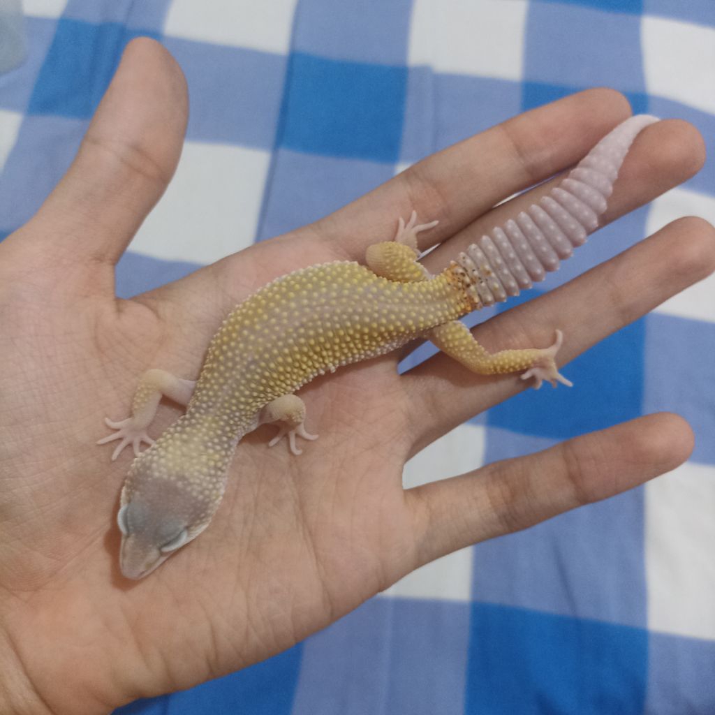 Gecko Male Juvenile BZ2 Blizzard het RAPTOR