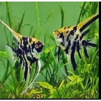 Manfish Tri Colour – Aquatic Pet / Ornamental Variant – Ready Stock – Pengiriman Instant & Same Day 