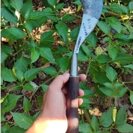 sabit baja isen, sangat tajam, Khusus rumput sabit super tajam, sabit baja sepuhan, sabit padi