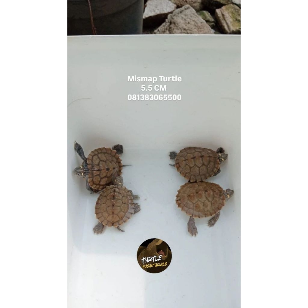 Kura Kura Mismap /missipi map / mapturtle