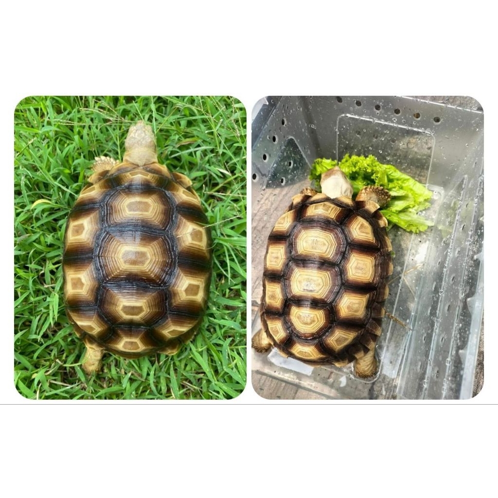 Sulcata Baby Up | Sulcata 7-8cm