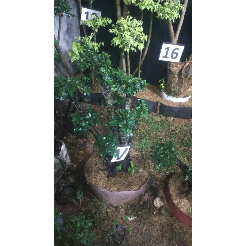 bonsai v dan palem sikas