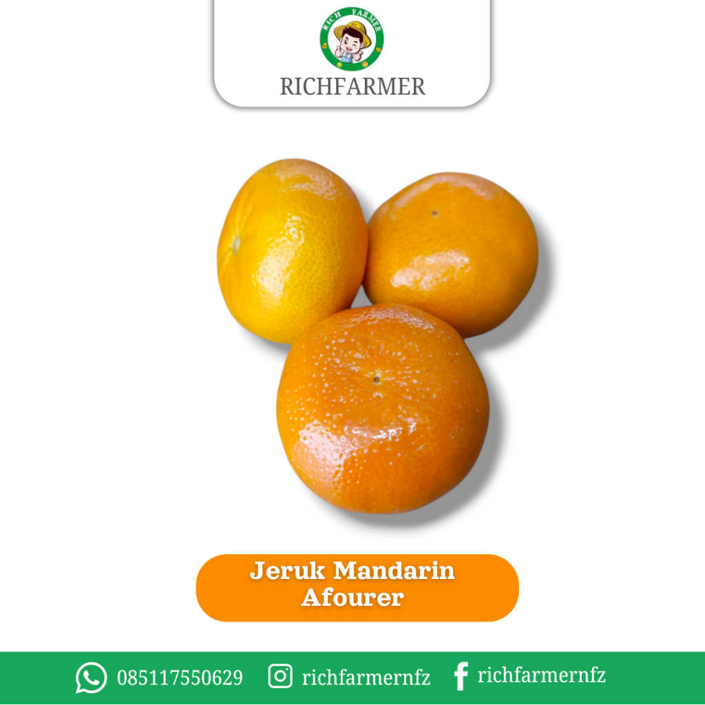 Jeruk Mandarin Afourer