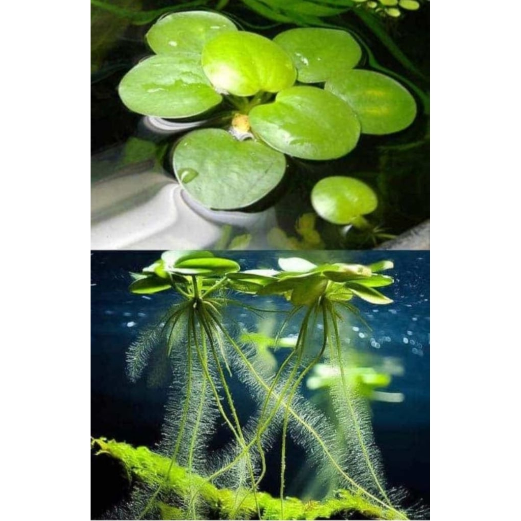 Tanaman apung Amazon frogbit hiasan aquarium