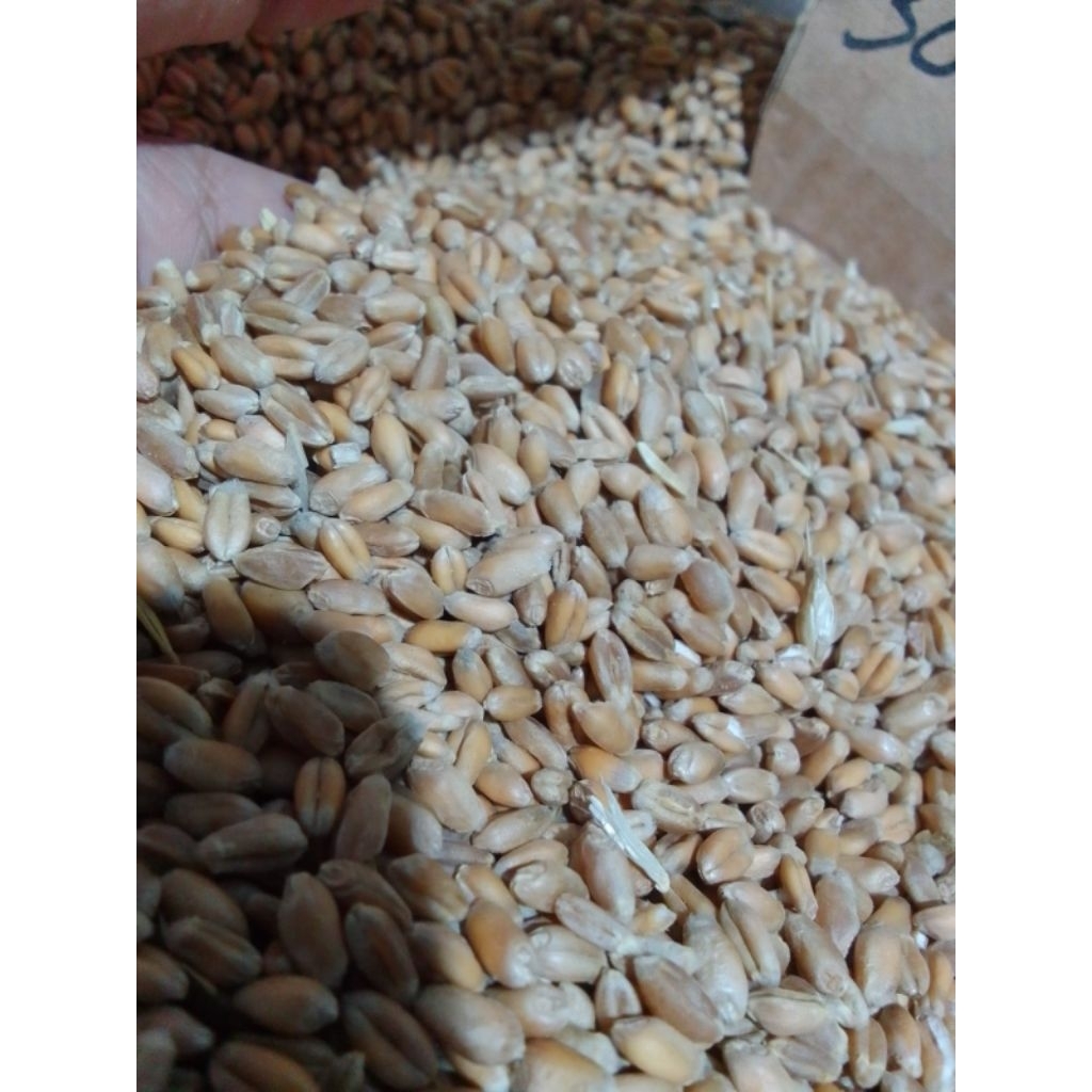 Gandum untuk Ternak 25 kg - Pakan Unggas dan Ternak