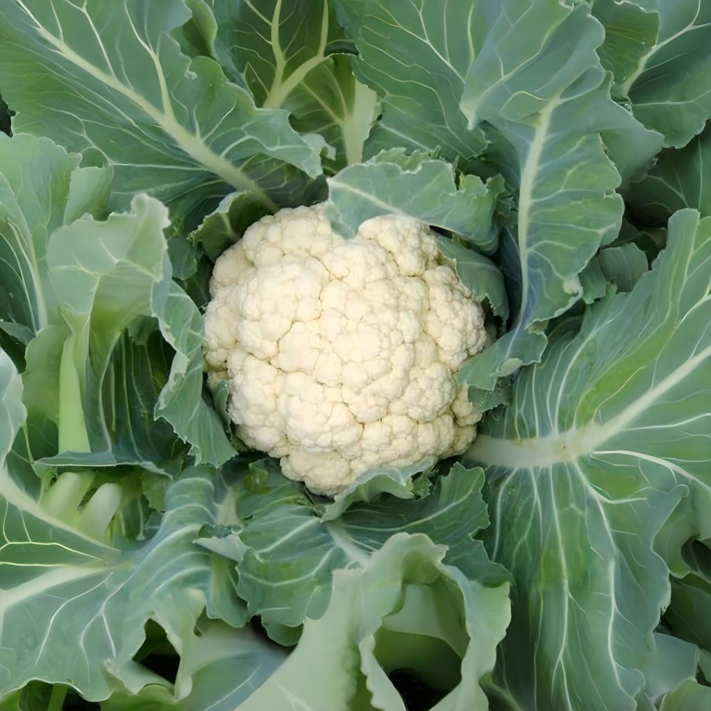 10 Biji Bibit Brokoli Putih F1 Tanaman Sayuran Pilihan Benih Brokoli