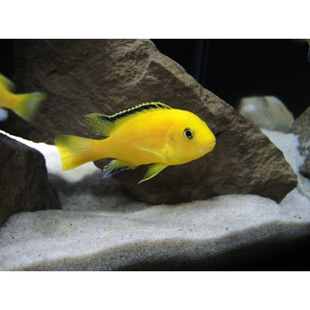 Ikan Cichlid Lemon/juani/snowhite/niasa/ventenus