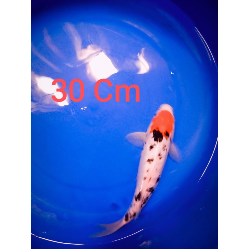 KoI BliTar jenis SabiKOyo, koHaku, Sanke DoitSu dan kohaku doiTsu