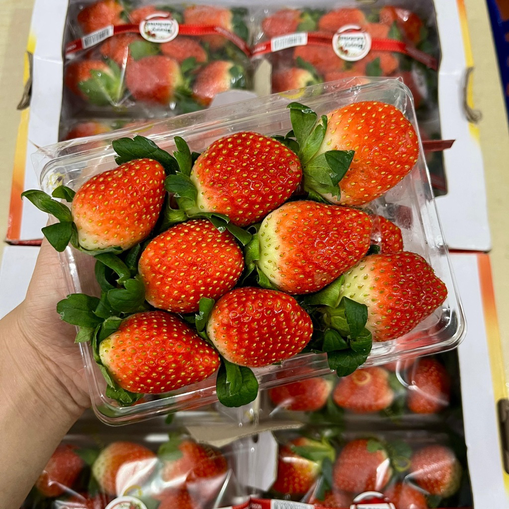 STROBERI KOREA STRAWBERRY JUMBO PACK 330 GRAM