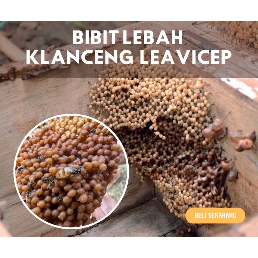 Lebah klanceng/bibit klanceng/Leavicep/kelulut/teuweul