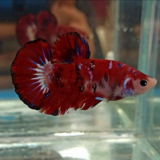 hiasan aquarium cupang plakat multicolor