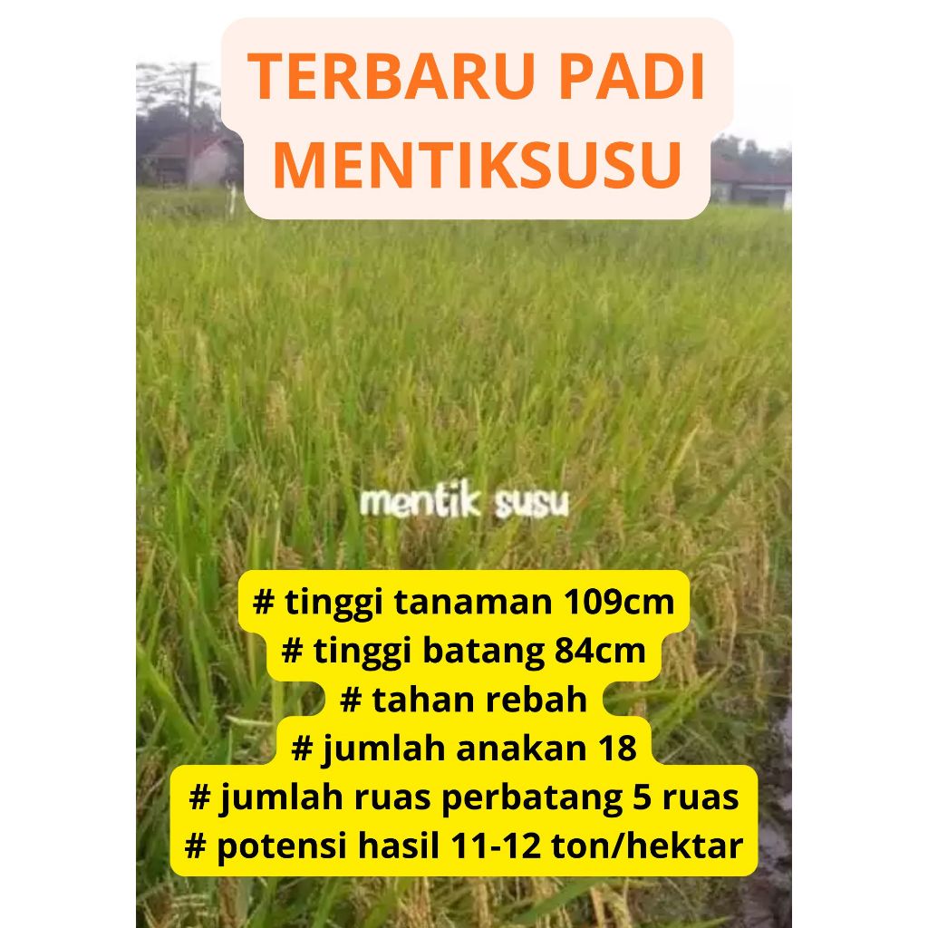 Bibit Benih Padi MENTIK SUSU ORIGINAL Kemasan 1 KG