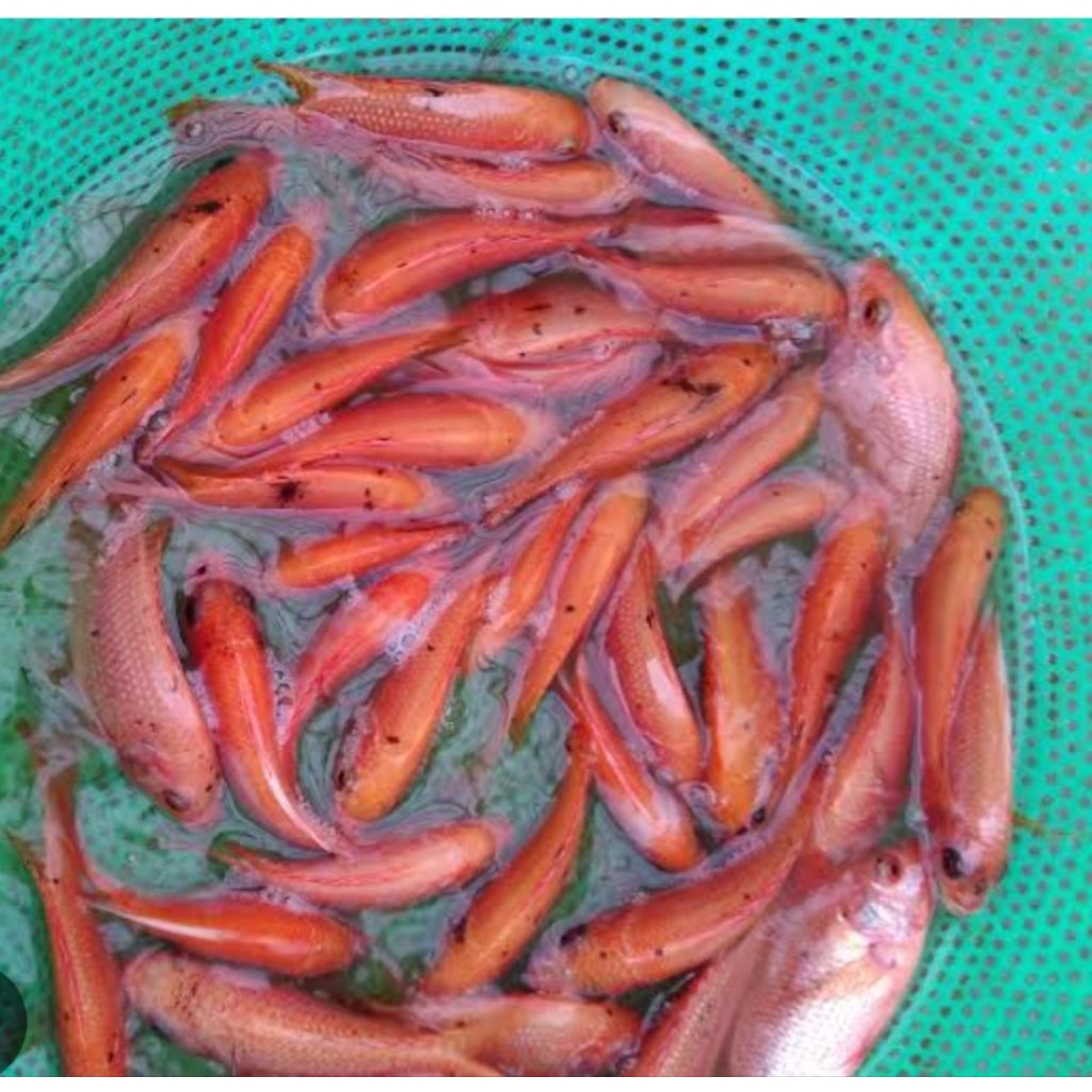 bibit bobot unggul nila merah isi 30 vitamin super original ikan hiyas dekorasi Akuarium aquaseceps 