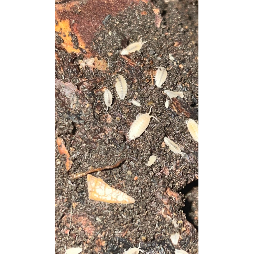 isopod Trichorhina Tomentosa