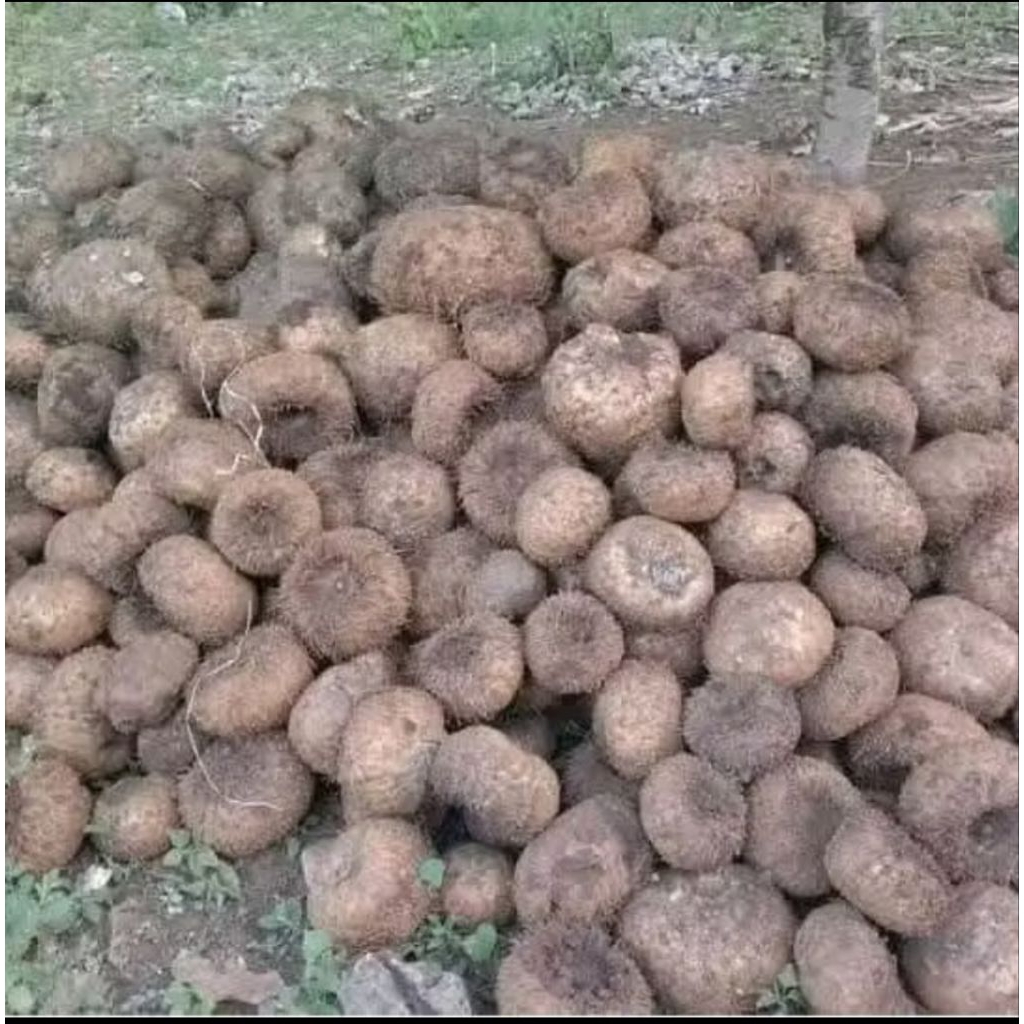 bibit umbi Porang super 1 kg
