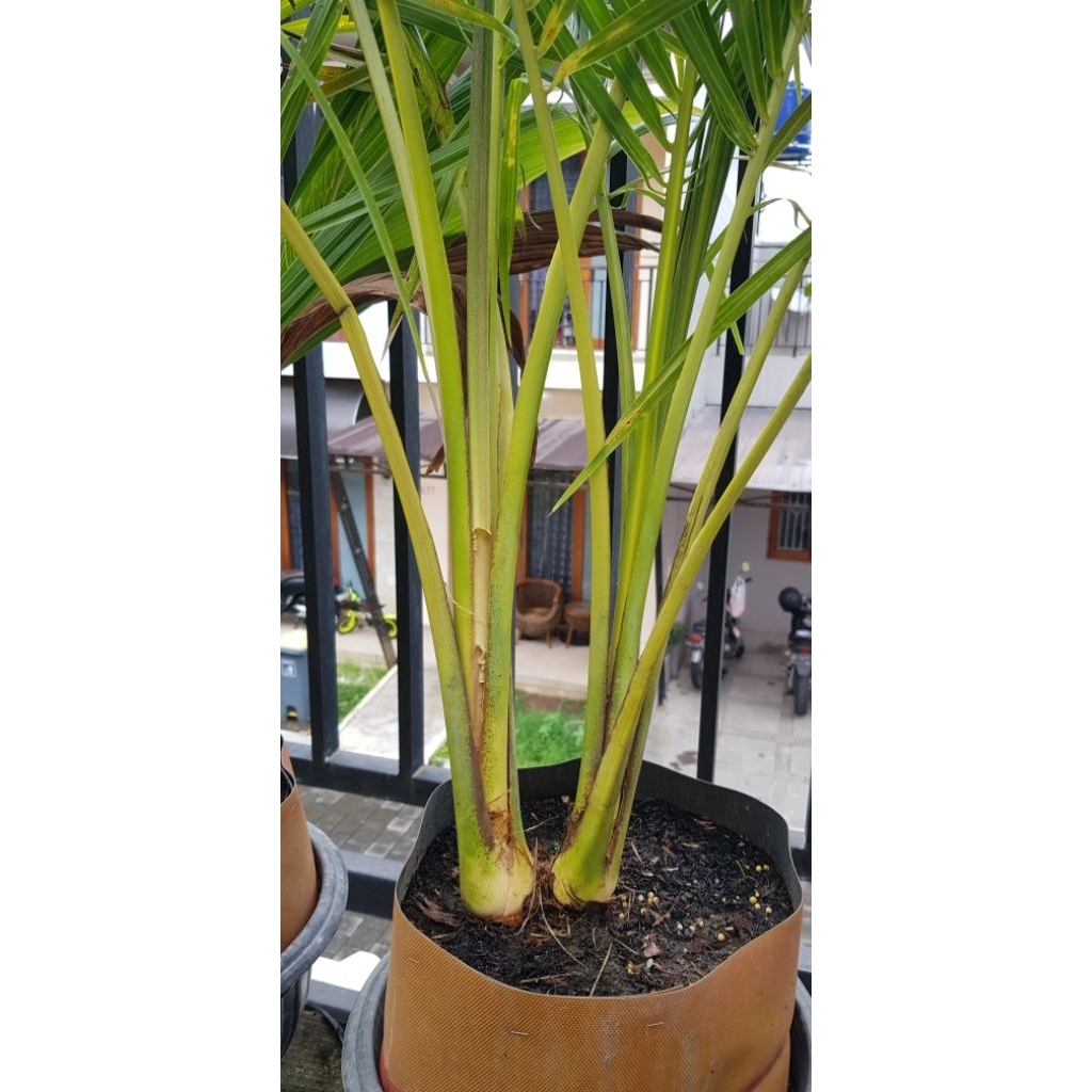 bahan bonsai kelapa cabang 2