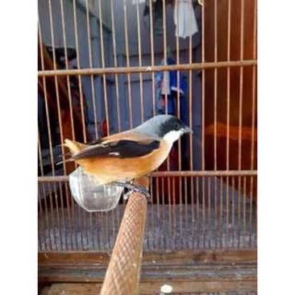 Pentet jatim Bondol pilihan