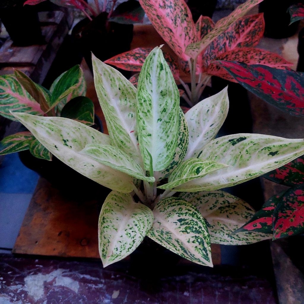 aglaonema white legacy