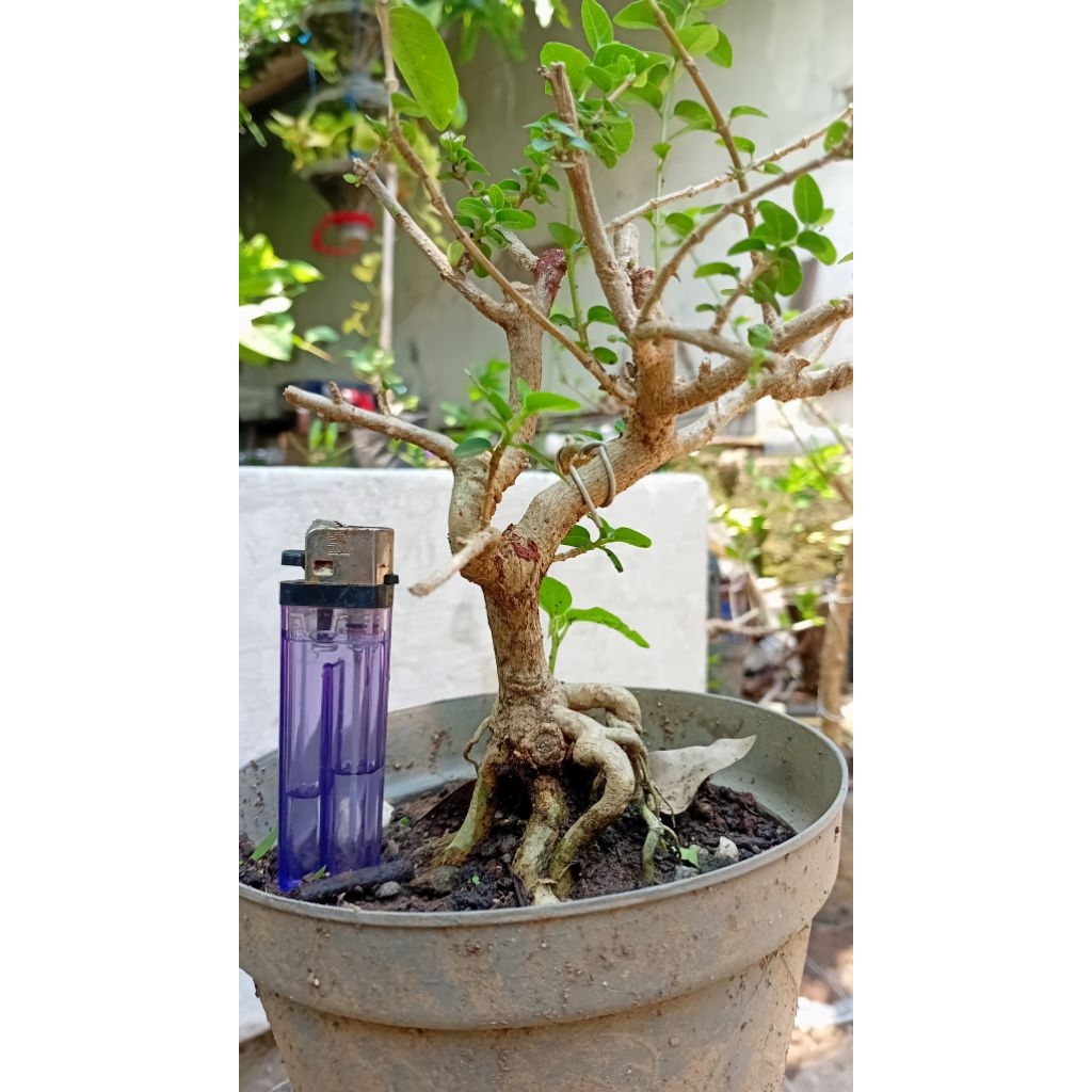 bahan bonsai sancang mame