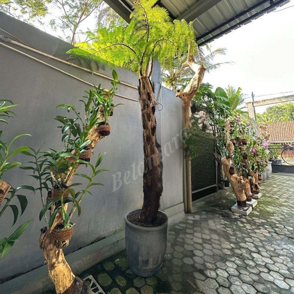 Pakis monyet 1 meter lebih/pakis monyet Peneduh taman