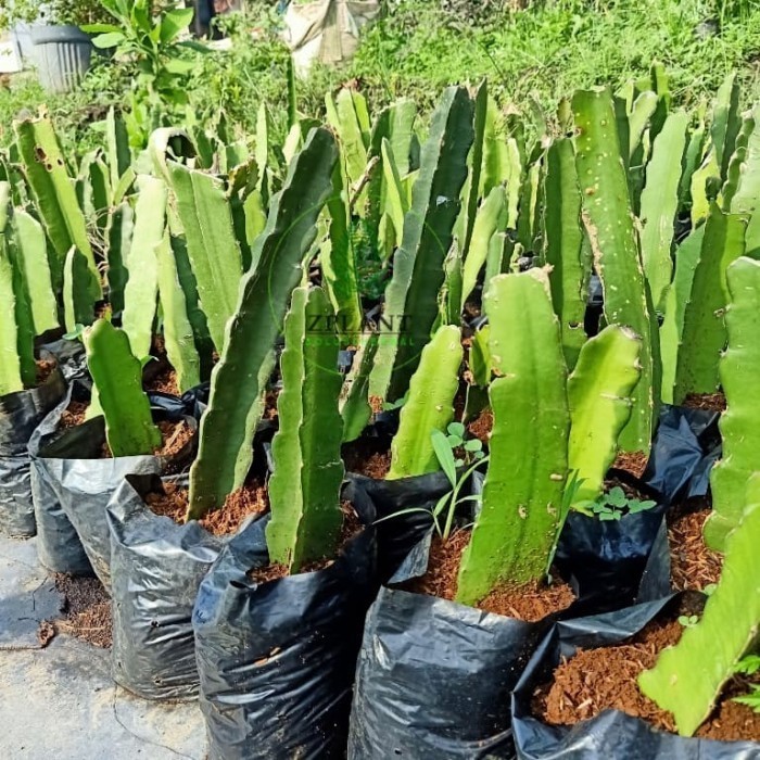 PROMO Bibit Tanaman Buah Naga Merah Super - pohon buah naga jumbo 10 batang