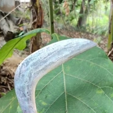 sabit baja per asli, sabit ramban sabit rumput sabit murah sabit rencek sabit tajam sabit sepuhan ce