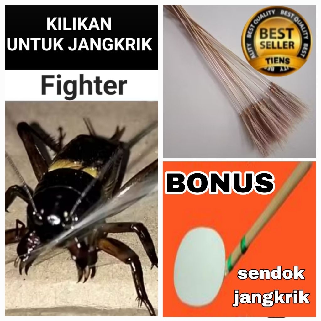 Kilikan Jangkrik aduan bonus sendok