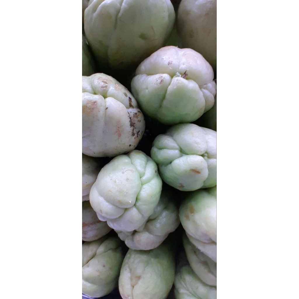 labu siam putih 1 kg