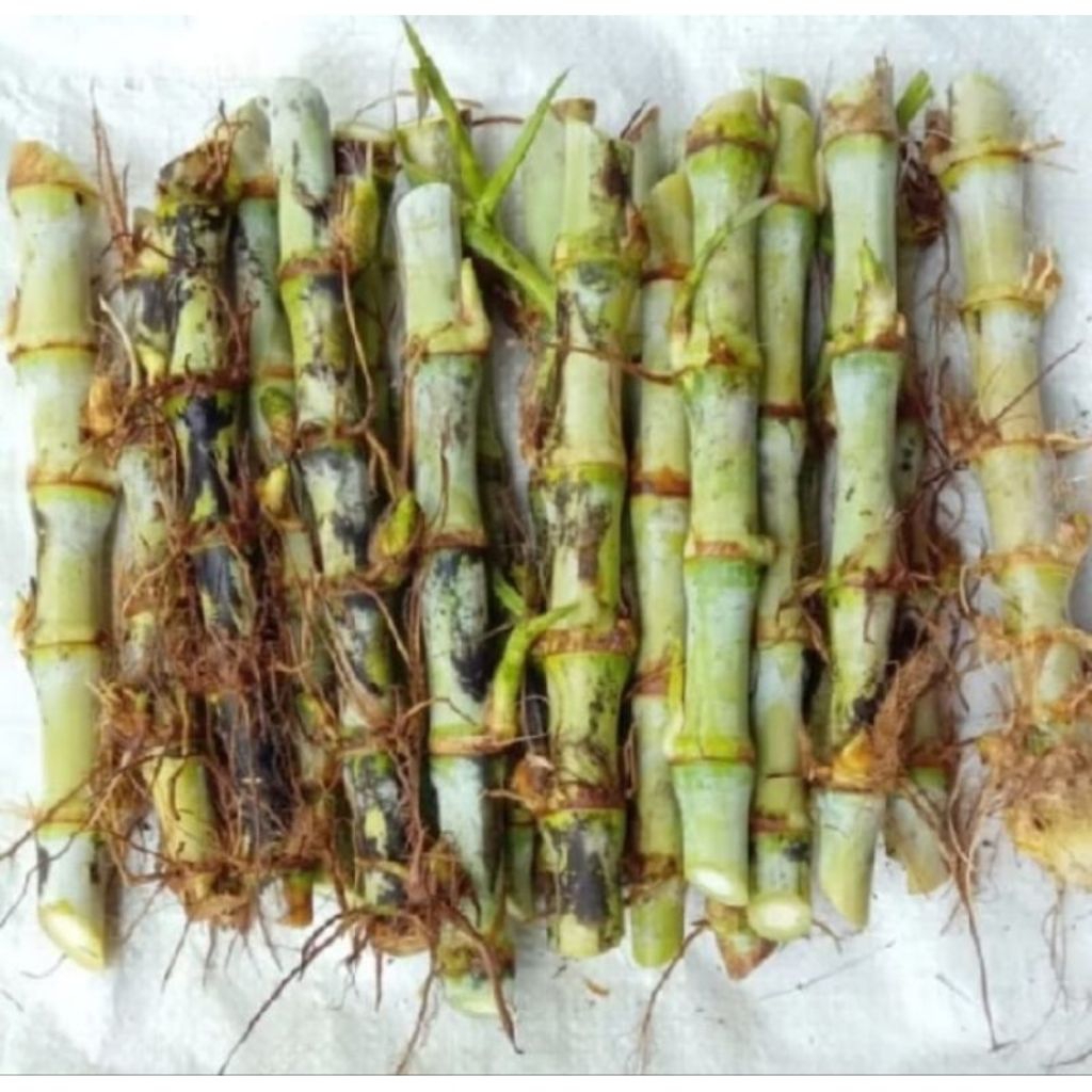 Promo COD BIBIT ODOT BIBIT RUMPUT ODOT PAKAN TERNAK HEWAN 10 batang