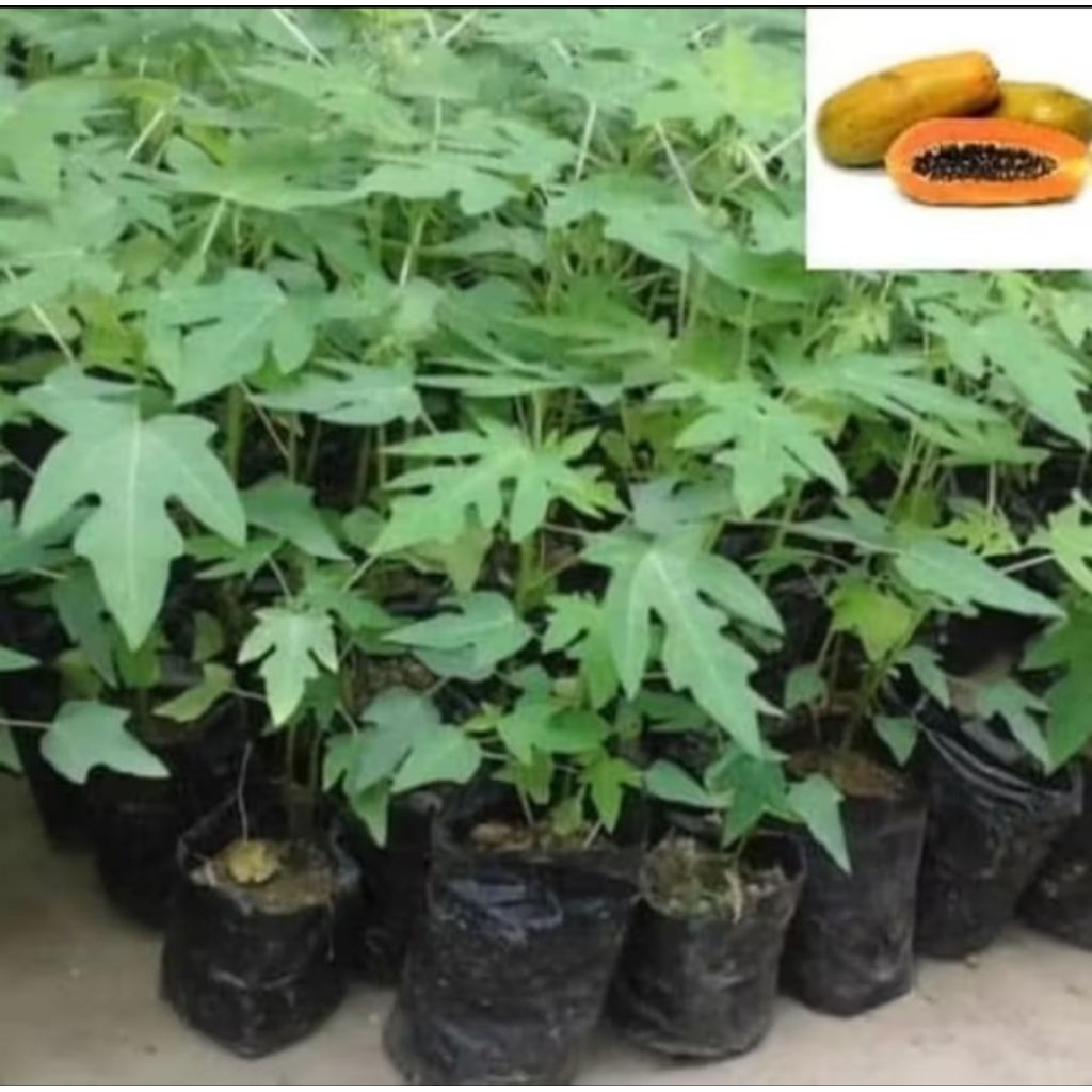 Bibit pepaya siap tanam
