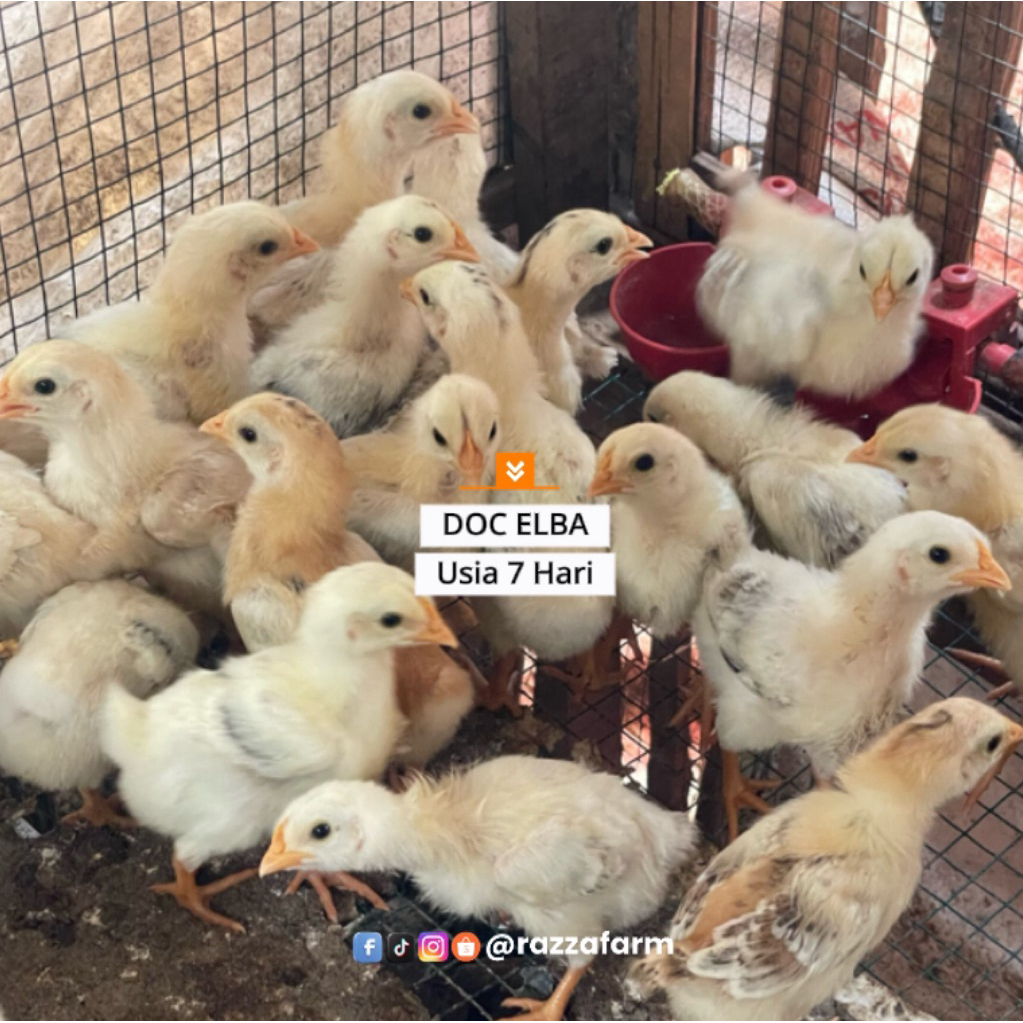DOC Ayam Elba kampung petelur modern