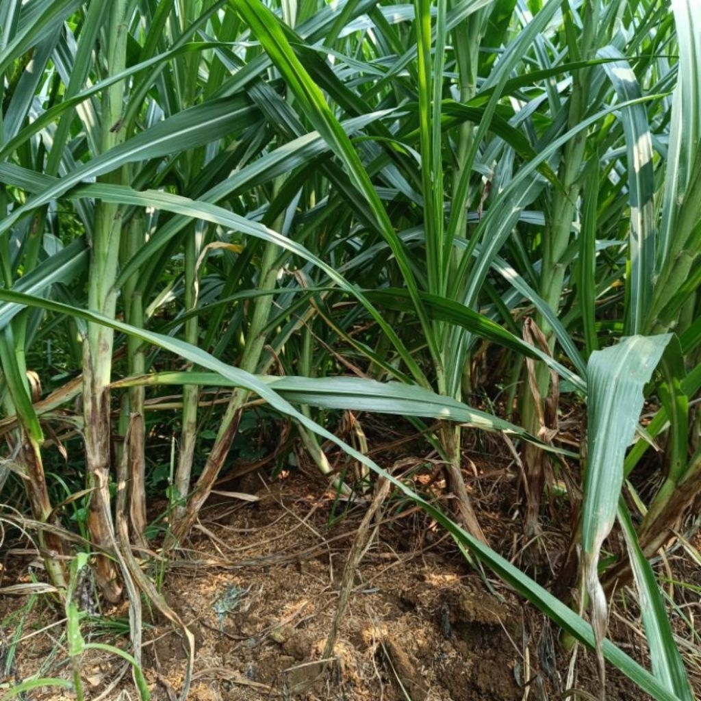 Stek rumput odot 100 stek termurah odot super jumbo unggul