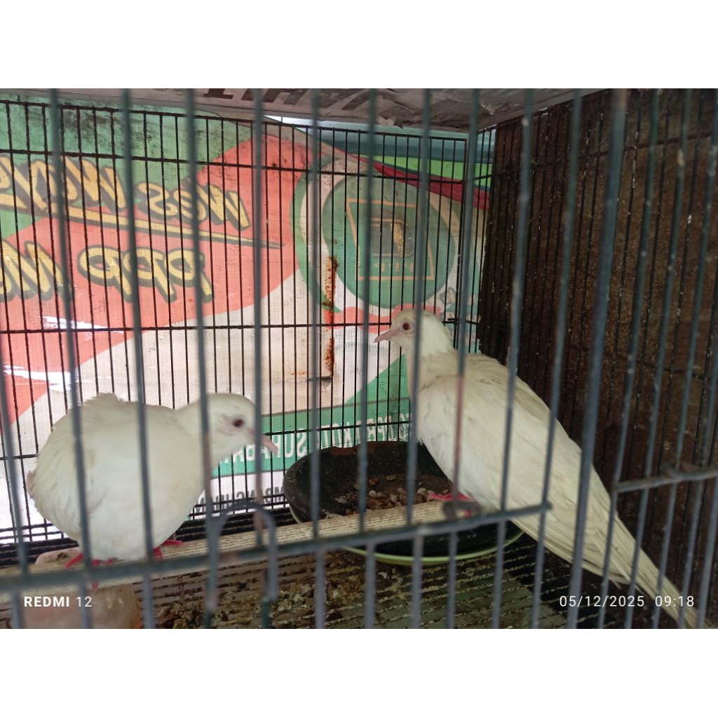 Puter Albino Putih Mata Merah