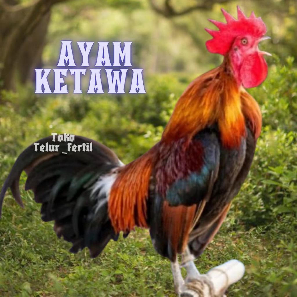TELUR AYAM HIAS KETAWA FERTIL untuk ditetaskan