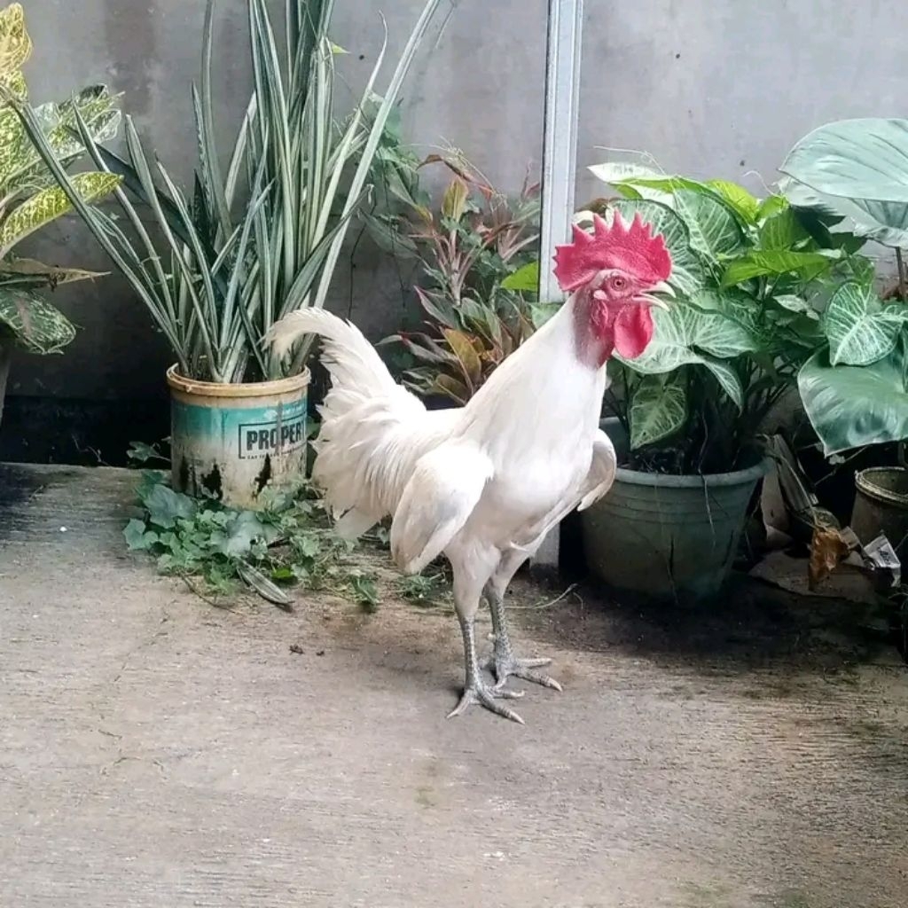 TELUR  AYAM HIAS KETAWA FERTIL untuk ditetaskan