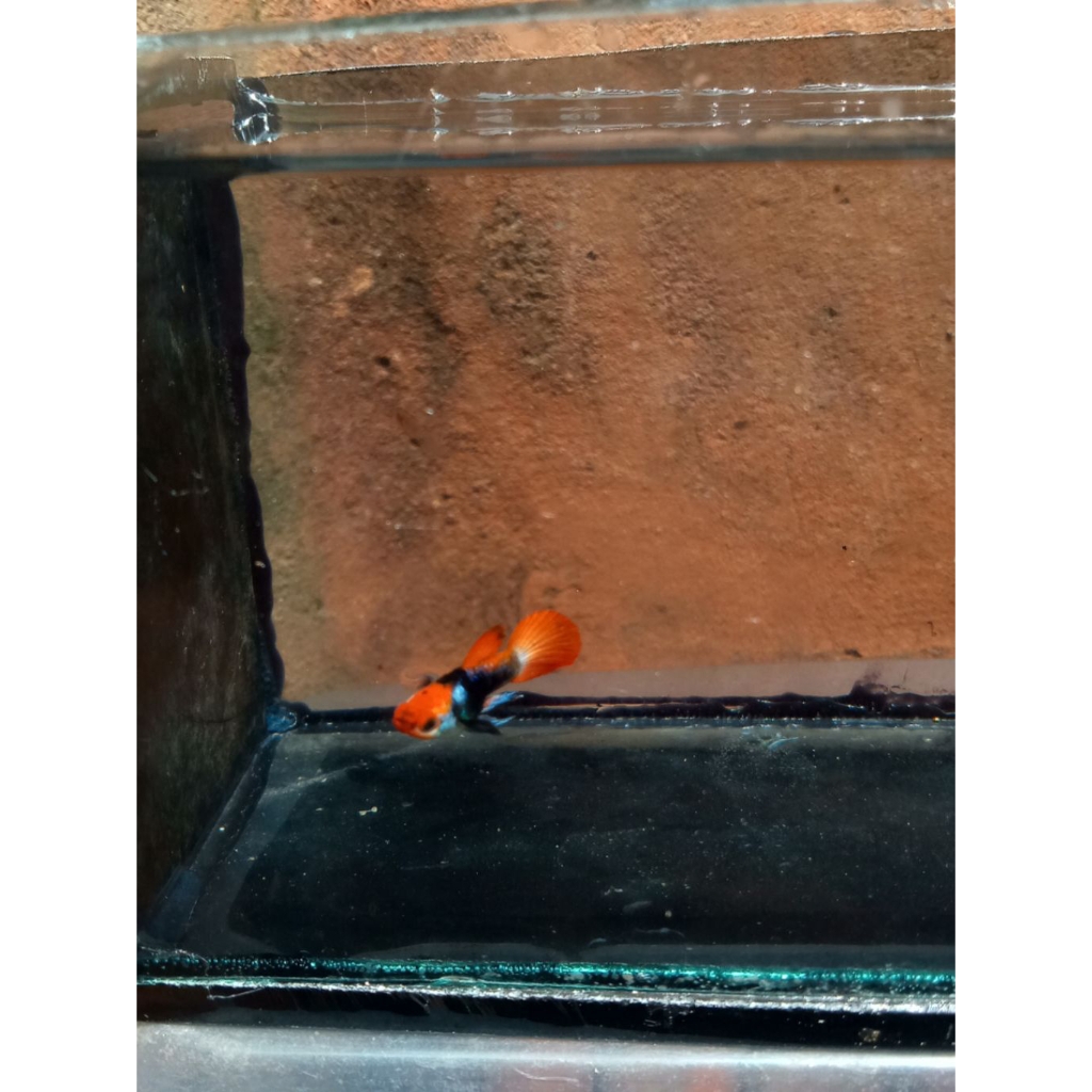 GUPPY TUXEDO KOI SHORT BODY
