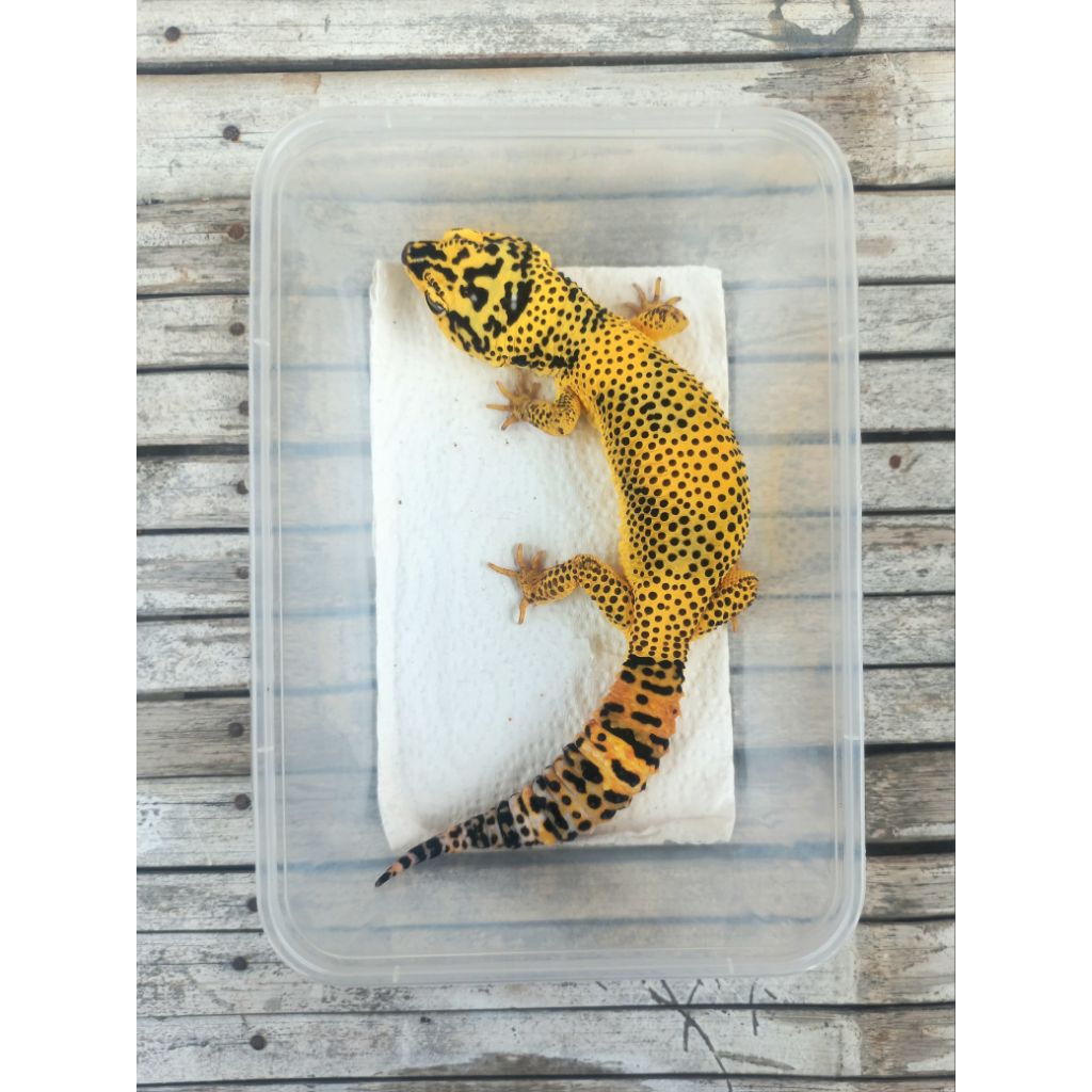 MAINAN GECKO LF JUMBO