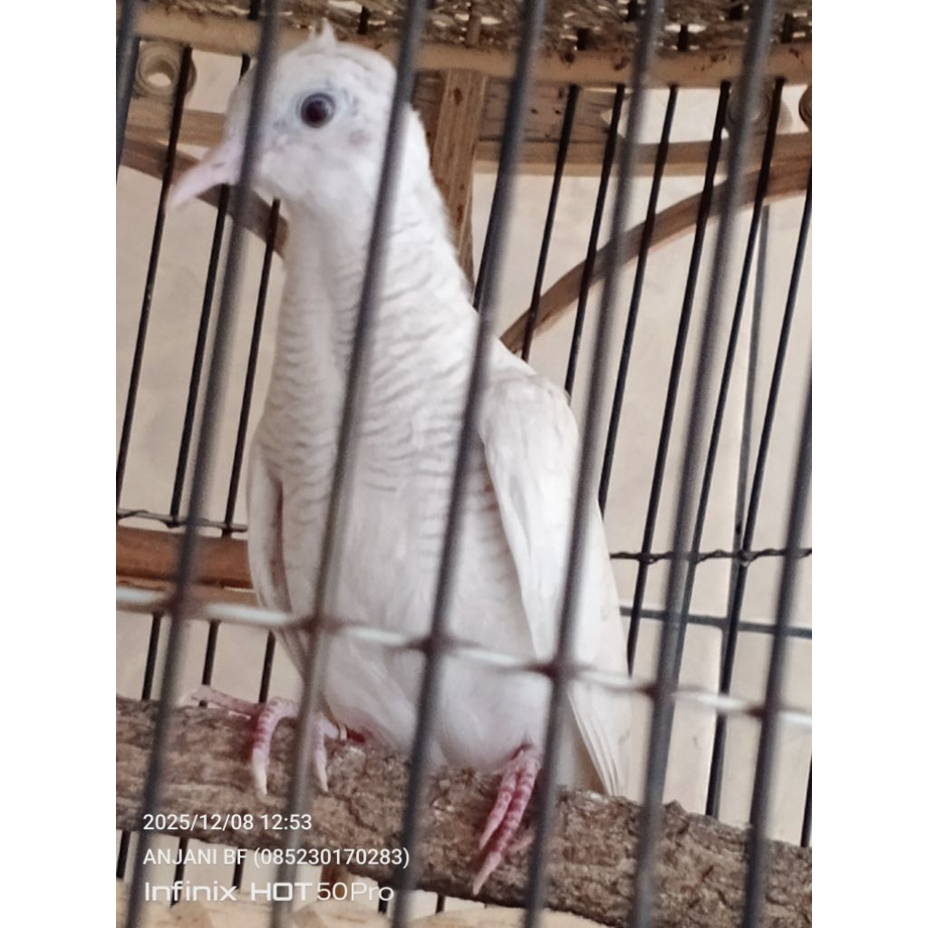 perkutut putih lurik Majapahit mandirian umur 3 bulan