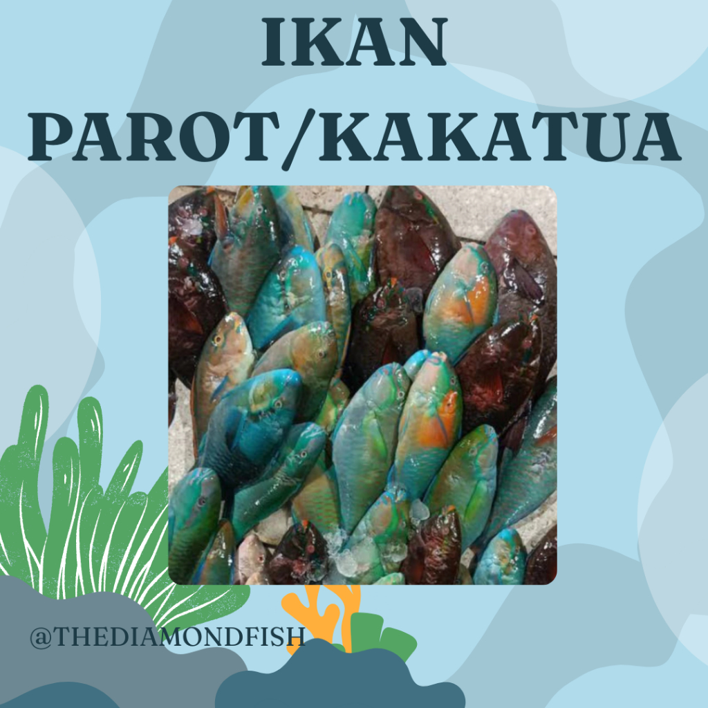 Ikan kaka tua Ikan Laut Segar Seafood Hasil Laut Segar 1 Kg / Ikan Laut /Ikan Parot